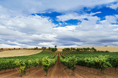 ribera del duero